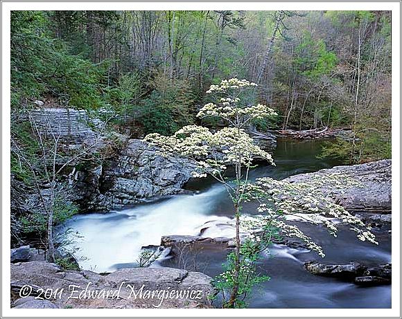 450750 A dogwood and the Little River